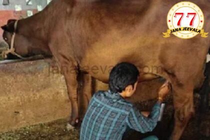 ಇದು ಕಲಿಯುಗದ ʼಕಾಮಧೇನುʼ : ಇದು ಈವರೆಗೆ ಕರುವನ್ನೇ ಹಾಕಿಲ್ಲ…ಆದರೂ ಪ್ರತಿದಿನ ನೀಡುತ್ತಿದೆ 4 ಲೀಟರ್ ಹಾಲು