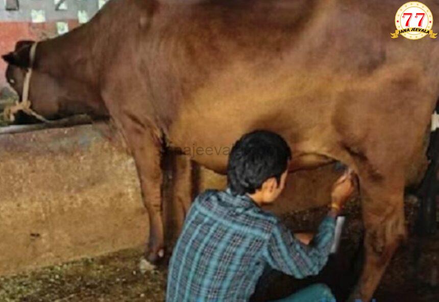 ಇದು ಕಲಿಯುಗದ ʼಕಾಮಧೇನುʼ : ಇದು ಈವರೆಗೆ ಕರುವನ್ನೇ ಹಾಕಿಲ್ಲ…ಆದರೂ ಪ್ರತಿದಿನ ನೀಡುತ್ತಿದೆ 4 ಲೀಟರ್ ಹಾಲು ಇದು ಕಲಿಯುಗದ ʼಕಾಮಧೇನುʼ : ಇದು ಈವರೆಗೆ ಕರುವನ್ನೇ ಹಾಕಿಲ್ಲ…ಆದರೂ ಪ್ರತಿದಿನ ನೀಡುತ್ತಿದೆ 4 ಲೀಟರ್ ಹಾಲು