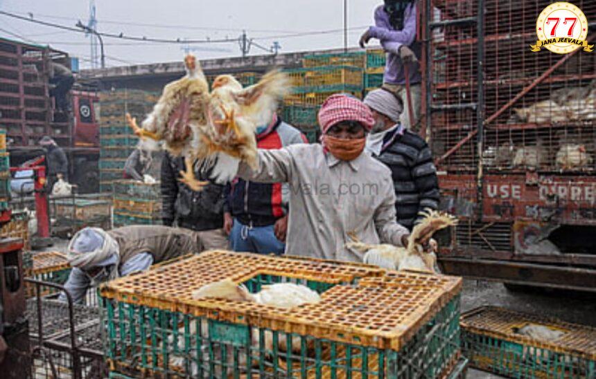 ಹಕ್ಕಿ ಜ್ವರ ಮೊಟ್ಟೆ, ಕೋಳಿ ಮಾಂಸ ತಿನ್ನದಂತೆ ಎಚ್ಚರಿಕೆ ಹಕ್ಕಿ ಜ್ವರ ಮೊಟ್ಟೆ, ಕೋಳಿ ಮಾಂಸ ತಿನ್ನದಂತೆ ಎಚ್ಚರಿಕೆ