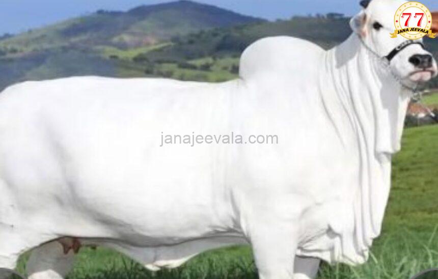 ಭಾರತ ಮೂಲದ ತಳಿಯ ಗೋವು 40 ಕೋಟಿ ರೂ.ಗೆ ಮಾರಾಟ ! ಅತ್ಯಂತ ದುಬಾರಿ ಜಾನುವಾರು ಎಂಬ ಗಿನ್ನೆಸ್ ದಾಖಲೆ ಭಾರತ ಮೂಲದ ತಳಿಯ ಗೋವು 40 ಕೋಟಿ ರೂ.ಗೆ ಮಾರಾಟ ! ಅತ್ಯಂತ ದುಬಾರಿ ಜಾನುವಾರು ಎಂಬ ಗಿನ್ನೆಸ್ ದಾಖಲೆ