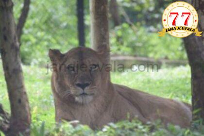 ಬೆಳಗಾವಿ ಮೃಗಾಲಯದಲ್ಲಿದ್ದ ಸಿಂಹಿಣಿ ಮೃತ್ಯು