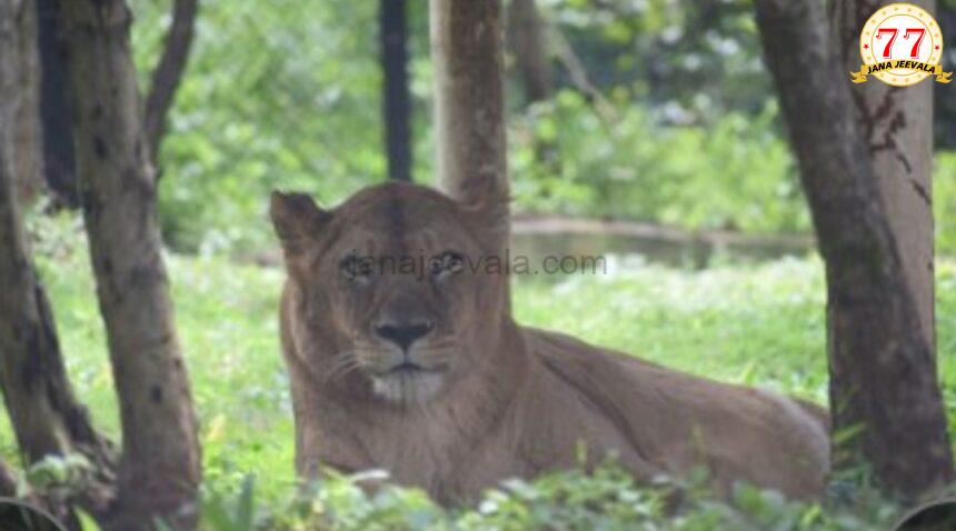 ಬೆಳಗಾವಿ ಮೃಗಾಲಯದಲ್ಲಿದ್ದ ಸಿಂಹಿಣಿ ಮೃತ್ಯು