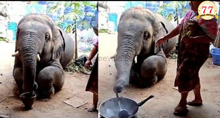 ಆನೆಗೂ ಅಡುಗೆ ಹೇಳಿಕೊಟ್ಟ ಮಹಿಳೆ