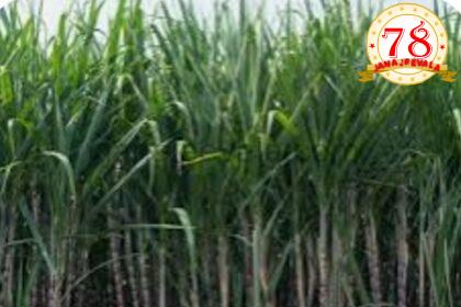 ಕಬ್ಬಿನ ಎಫ್‌ಆರ್‌ಪಿ 4% ಹೆಚ್ಚಳ: ಪ್ರತಿ ಕ್ವಿಂಟಲ್‌ಗೆ 355 ರು. ದರ ನಿಗದಿ
