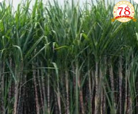 ಕಬ್ಬಿನ ಎಫ್‌ಆರ್‌ಪಿ 4% ಹೆಚ್ಚಳ: ಪ್ರತಿ ಕ್ವಿಂಟಲ್‌ಗೆ 355 ರು. ದರ ನಿಗದಿ