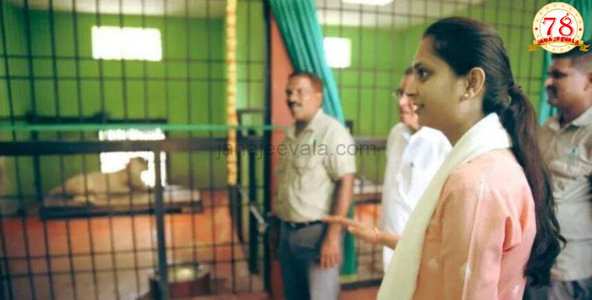 ಕಿತ್ತೂರು ಚೆನ್ನಮ್ಮ ಮೃಗಾಲಯಕ್ಕೆ ಪ್ರಿಯಂಕಾ ಜಾರಕಿಹೊಳಿ ಭೇಟಿ-ನಿತ್ಯ ಹೆಸರಿನ ಹೆಣ್ಣು ಹುಲಿ-ಬೃಂಗಾ ಹೆಸರಿನ ಹೆಣ್ಣು ಸಿಂಹಿಣಿಯನ್ನು ಪ್ರಾಣಿ ಸಂಗ್ರಹಾಲಯಕ್ಕೆ ಬಿಡುಗಡೆ ಮಾಡಿದ ಸಂಸದೆ
