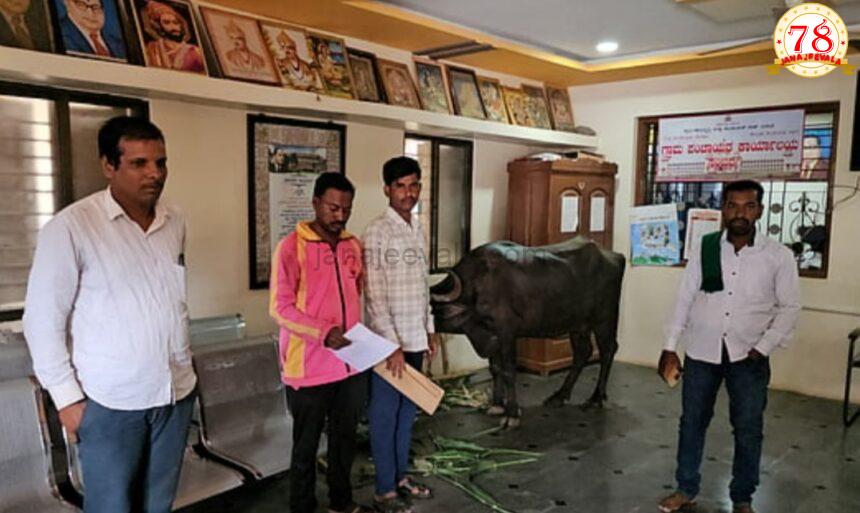 ಹಣ ಮಂಜೂರಾದರೂ ಸಿಗದ ನೆರವು: ಗ್ರಾಮ ಪಂಚಾಯಿತಿಯೊಗೆ ಎಮ್ಮೆ ಕಟ್ಟಿದ ರೈತ !