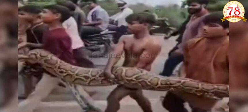 ಬರಿ ಕೈಯಲ್ಲಿ 15 ಅಡಿ ಉದ್ದದ ದೈತ್ಯ ಹೆಬ್ಬಾವು ಹಿಡಿದು ಆಟದ ಗೊಂಬೆಯಂತೆ ಹೊತ್ತುಕೊಂಡು ಹೋದ ಮಕ್ಕಳು…!