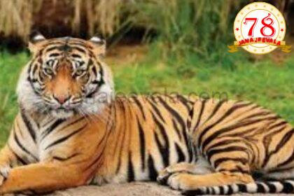 ಭೂತರಾಮನಹಟ್ಟಿ ಪರಿಸರದಲ್ಲಿ ಹುಲಿ : ಡಂಗುರ ಸಾರಿದ ಅರಣ್ಯ ಇಲಾಖೆ !