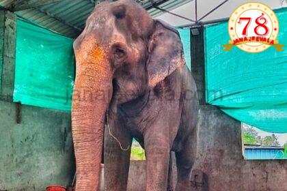 ಆನೆಗಾಗಿ ಹೋರಾಟ: ಜಿಯೊ ಸಿಮ್ ಎಸೆದು ಪ್ರತಿಭಟನೆ