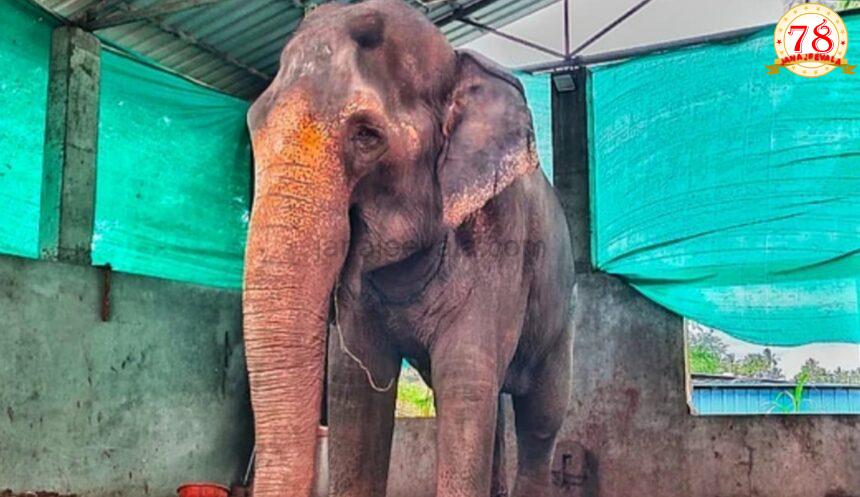 ಆನೆಗಾಗಿ ಹೋರಾಟ: ಜಿಯೊ ಸಿಮ್ ಎಸೆದು ಪ್ರತಿಭಟನೆ