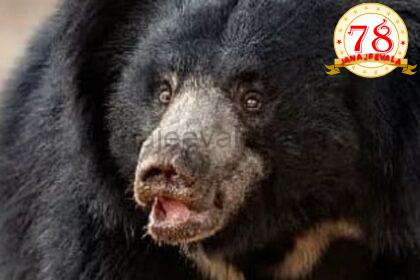 ಕರಡಿ ದಾಳಿ: ವ್ಯಕ್ತಿಗೆ ಗಾಯ