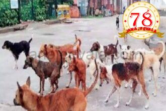 ಎರಡು ಬಾರಿ ಕಚ್ಚುವ ಬೀದಿ ನಾಯಿಗಳಿಗೆ ಜೀವಾವಧಿ ಶಿಕ್ಷೆ …!