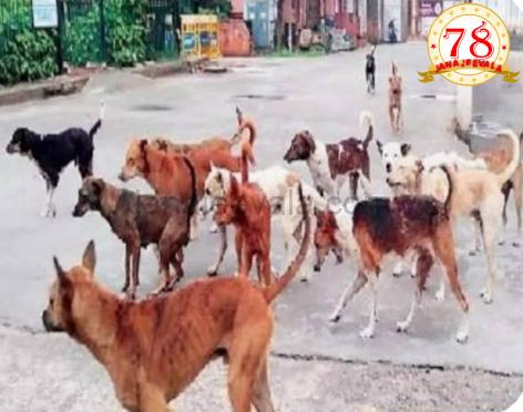 ಎರಡು ಬಾರಿ ಕಚ್ಚುವ ಬೀದಿ ನಾಯಿಗಳಿಗೆ ಜೀವಾವಧಿ ಶಿಕ್ಷೆ …!