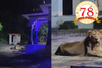 ಈ ಸಿಂಹ ದೇವಸ್ಥಾನ ಕಾಯುತ್ತಿದೆಯೇ..?