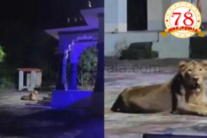 ಈ ಸಿಂಹ ದೇವಸ್ಥಾನ ಕಾಯುತ್ತಿದೆಯೇ..?