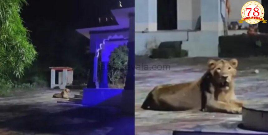 ಈ ಸಿಂಹ ದೇವಸ್ಥಾನ ಕಾಯುತ್ತಿದೆಯೇ..?