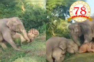ರಸ್ತೆಗೆ ಹತ್ತಲು ಸಾಧ್ಯವಾಗದ ಆನೆ ಮರಿ ನೆರವಿಗೆ ಬಂದ ತಾಯಿ-ಮತ್ತೊಂದು ಆನೆ ; ಹೃದಯಸ್ಪರ್ಶಿ ವೀಡಿಯೊ ವೈರಲ್‌…