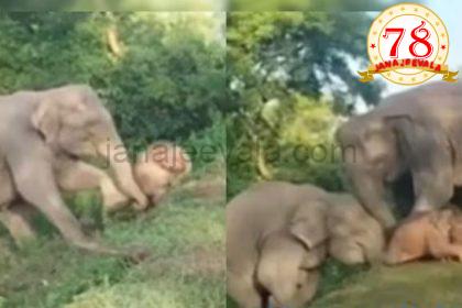 ರಸ್ತೆಗೆ ಹತ್ತಲು ಸಾಧ್ಯವಾಗದ ಆನೆ ಮರಿ ನೆರವಿಗೆ ಬಂದ ತಾಯಿ-ಮತ್ತೊಂದು ಆನೆ ; ಹೃದಯಸ್ಪರ್ಶಿ ವೀಡಿಯೊ ವೈರಲ್‌…