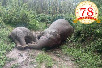 ವಿದ್ಯುತ್ ಸ್ಪರ್ಶದಿಂದ ಆನೆಗಳ ಸಾವು: ಕಠಿಣ ಕ್ರಮಕ್ಕೆ ಮುಂದಾದ ರಾಜ್ಯ ಸರಕಾರ