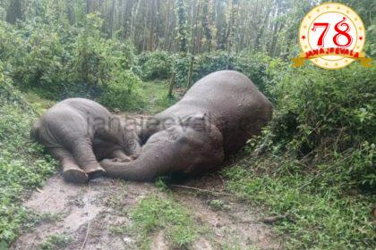 ವಿದ್ಯುತ್ ಸ್ಪರ್ಶದಿಂದ ಆನೆಗಳ ಸಾವು: ಕಠಿಣ ಕ್ರಮಕ್ಕೆ ಮುಂದಾದ ರಾಜ್ಯ ಸರಕಾರ