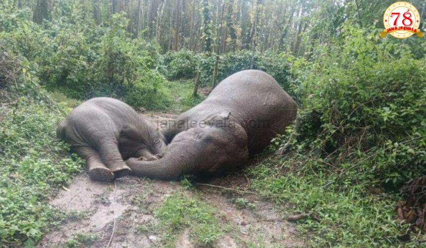 ವಿದ್ಯುತ್ ಸ್ಪರ್ಶದಿಂದ ಆನೆಗಳ ಸಾವು: ಕಠಿಣ ಕ್ರಮಕ್ಕೆ ಮುಂದಾದ ರಾಜ್ಯ ಸರಕಾರ