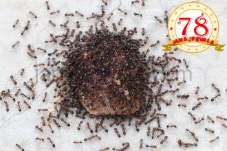 ಇರುವೆಗೆ ಹೆದರಿ ಆತ್ಮಹತ್ಯೆಗೆ ಶರಣಾದ ಮಹಿಳೆ !