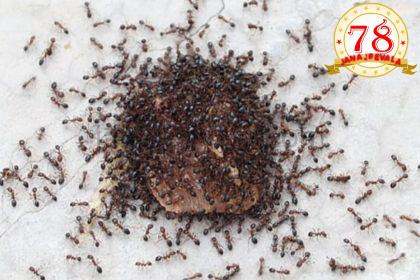 ಇರುವೆಗೆ ಹೆದರಿ ಆತ್ಮಹತ್ಯೆಗೆ ಶರಣಾದ ಮಹಿಳೆ !