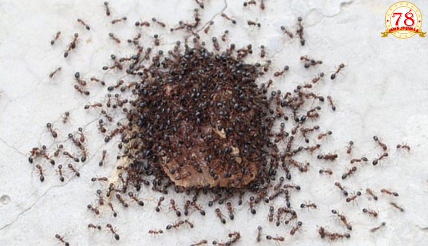 ಇರುವೆಗೆ ಹೆದರಿ ಆತ್ಮಹತ್ಯೆಗೆ ಶರಣಾದ ಮಹಿಳೆ !