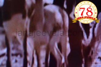 ಬೆಳಗಾವಿಯಲ್ಲಿ ಕಿತ್ತೂರು ಚನ್ನಮ್ಮ ಮೃಗಾಲಯದಲ್ಲಿ 28 ಕೃಷ್ಣಮೃಗಗಳು ನಿಗೂಢ ಸಾವು