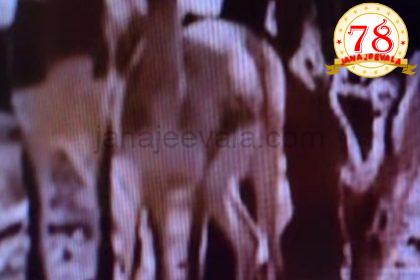 ಬೆಳಗಾವಿಯಲ್ಲಿ ಕಿತ್ತೂರು ಚನ್ನಮ್ಮ ಮೃಗಾಲಯದಲ್ಲಿ 28 ಕೃಷ್ಣಮೃಗಗಳು ನಿಗೂಢ ಸಾವು