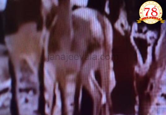 ಬೆಳಗಾವಿಯಲ್ಲಿ ಕಿತ್ತೂರು ಚನ್ನಮ್ಮ ಮೃಗಾಲಯದಲ್ಲಿ 28 ಕೃಷ್ಣಮೃಗಗಳು ನಿಗೂಢ ಸಾವು