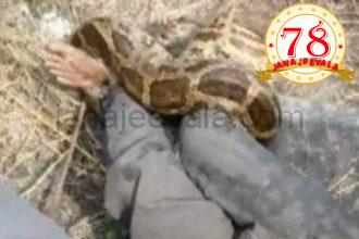 ನೀರಿನ ಪೈಪ್ ದುರಸ್ತಿಗೆ ಬಂದ ಕಾರ್ಮಿಕನ ಮೇಲೆ ಹೆಬ್ಬಾವು ದಾಳಿ: 10 ನಿಮಿಷ ಬಿಗಿಯಾಗಿ ಸುತ್ತಿಕೊಂಡ ಹೆಬ್ಬಾವು