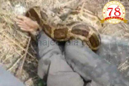 ನೀರಿನ ಪೈಪ್ ದುರಸ್ತಿಗೆ ಬಂದ ಕಾರ್ಮಿಕನ ಮೇಲೆ ಹೆಬ್ಬಾವು ದಾಳಿ: 10 ನಿಮಿಷ ಬಿಗಿಯಾಗಿ ಸುತ್ತಿಕೊಂಡ ಹೆಬ್ಬಾವು