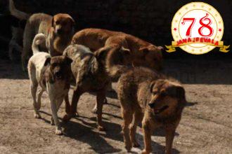 ಕೊರೆಯುವ ಚಳಿಯಲ್ಲಿ ರಸ್ತೆಯಲ್ಲಿ ನವಜಾತ ಶಿಶು ಬಿಟ್ಟು ಹೋದ ತಾಯಿ ; ಸುತ್ತ ಕುಳಿತು ರಾತ್ರಿಯಿಡೀ ಕಾವಲು ಕಾಯ್ದ ಬೀದಿ ನಾಯಿಗಳು…!