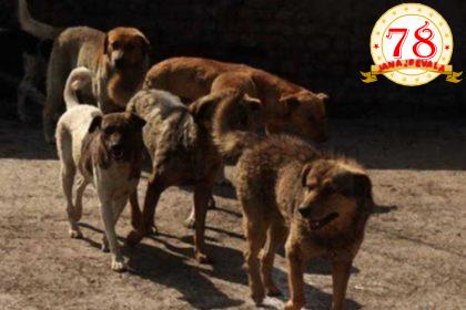 ಕೊರೆಯುವ ಚಳಿಯಲ್ಲಿ ರಸ್ತೆಯಲ್ಲಿ ನವಜಾತ ಶಿಶು ಬಿಟ್ಟು ಹೋದ ತಾಯಿ ; ಸುತ್ತ ಕುಳಿತು ರಾತ್ರಿಯಿಡೀ ಕಾವಲು ಕಾಯ್ದ ಬೀದಿ ನಾಯಿಗಳು…!