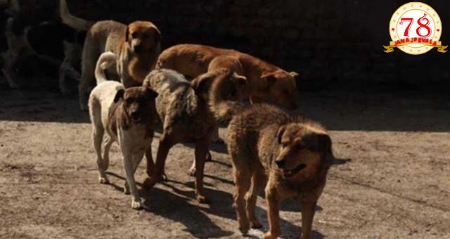 ಕೊರೆಯುವ ಚಳಿಯಲ್ಲಿ ರಸ್ತೆಯಲ್ಲಿ ನವಜಾತ ಶಿಶು ಬಿಟ್ಟು ಹೋದ ತಾಯಿ ; ಸುತ್ತ ಕುಳಿತು ರಾತ್ರಿಯಿಡೀ ಕಾವಲು ಕಾಯ್ದ ಬೀದಿ ನಾಯಿಗಳು…!