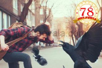 ಕಾಗೆಗಳನ್ನು ಹೆದರಿಸಿ ಓಡಿಸ್ತೀರಾ…ಎಚ್ಚರ : ಕಾಗೆಗಳ ನೆನಪಿನ ಶಕ್ತಿ ಅಗಾಧ ; ಜೀವಮಾನವಿಡೀ ಸೇಡು ಸಾಧಿಸ್ತವೆ….!