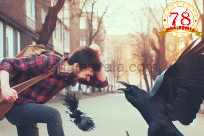 ಕಾಗೆಗಳನ್ನು ಹೆದರಿಸಿ ಓಡಿಸ್ತೀರಾ…ಎಚ್ಚರ : ಕಾಗೆಗಳ ನೆನಪಿನ ಶಕ್ತಿ ಅಗಾಧ ; ಜೀವಮಾನವಿಡೀ ಸೇಡು ಸಾಧಿಸ್ತವೆ….!