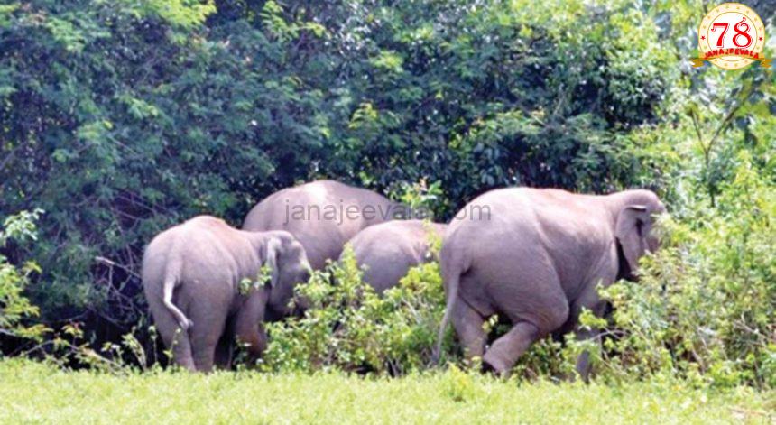 ದಯವಿಟ್ಟು ಕೆಣಕದಿರಿ : ಬೆಳಗಾವಿ, ಖಾನಾಪುರ ತಾಲೂಕಿನಲ್ಲಿ ಕಾಡಾನೆಗಳ ಹಾವಳಿ ಜೋರು