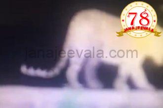 ಹುಬ್ಬಳ್ಳಿ: ಸಭಾಪತಿ ಬಸವರಾಜ ಹೊರಟ್ಟಿ ಅವರ ತೋಟದಲ್ಲಿ ಪ್ರತ್ಯಕ್ಷ