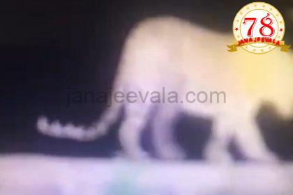 ಹುಬ್ಬಳ್ಳಿ: ಸಭಾಪತಿ ಬಸವರಾಜ ಹೊರಟ್ಟಿ ಅವರ ತೋಟದಲ್ಲಿ ಪ್ರತ್ಯಕ್ಷ