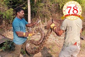 ಒಂದೇ ಸ್ಥಳದಲ್ಲಿ 6 ಹೆಬ್ಬಾವುಗಳು ಪತ್ತೆ…!