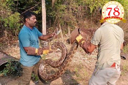 ಒಂದೇ ಸ್ಥಳದಲ್ಲಿ 6 ಹೆಬ್ಬಾವುಗಳು ಪತ್ತೆ…!
