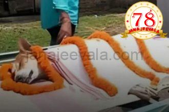 30 ಪುಟ್ಟ ಮಕ್ಕಳ ಪ್ರಾಣ ಉಳಿಸಲು ವಿಷಪೂರಿತ ಹಾವಿನೊಂದಿಗೆ ಹೋರಾಡಿ ಪ್ರಾಣ ತ್ಯಾಗ ಮಾಡಿದ ಬೀದಿ ನಾಯಿ…!