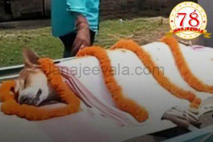 30 ಪುಟ್ಟ ಮಕ್ಕಳ ಪ್ರಾಣ ಉಳಿಸಲು ವಿಷಪೂರಿತ ಹಾವಿನೊಂದಿಗೆ ಹೋರಾಡಿ ಪ್ರಾಣ ತ್ಯಾಗ ಮಾಡಿದ ಬೀದಿ ನಾಯಿ…!