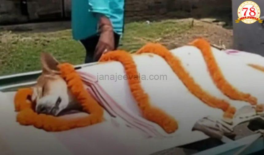 30 ಪುಟ್ಟ ಮಕ್ಕಳ ಪ್ರಾಣ ಉಳಿಸಲು ವಿಷಪೂರಿತ ಹಾವಿನೊಂದಿಗೆ ಹೋರಾಡಿ ಪ್ರಾಣ ತ್ಯಾಗ ಮಾಡಿದ ಬೀದಿ ನಾಯಿ…!