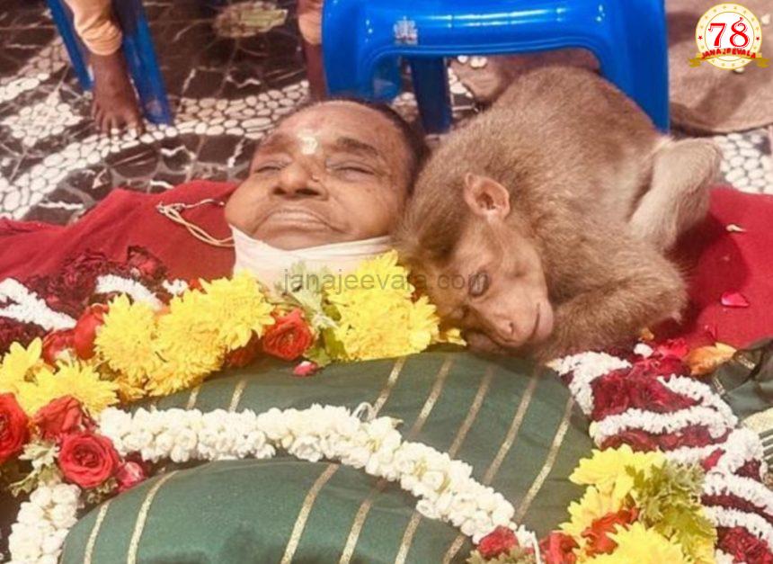 ವೃದ್ಧೆ ಮೃತದೇಹದ ಮೇಲೆ ಮಲಗಿ ದುಃಖಿಸಿದ ಮಂಗ ; ಅಲ್ಲಿದ್ದವರ ಕಣ್ಣಲ್ಲಿ ನೀರು